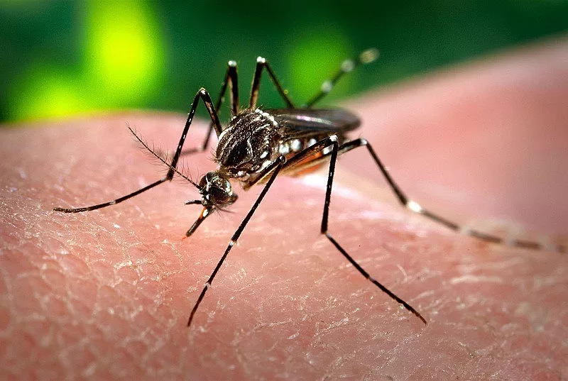 A Epidemia do Zika Vírus: Mistérios e Impactos