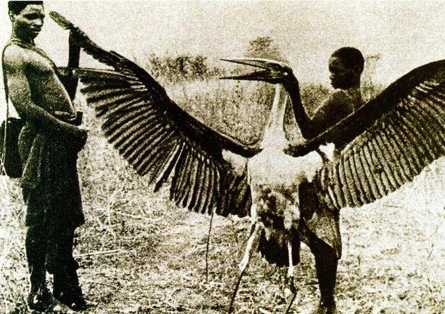 Kongamato: Criatura Alada dos Céus Africanos