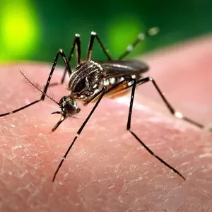 A Epidemia do Zika Vírus: Mistérios e Impactos